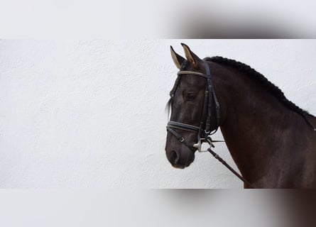 Andalou, Hongre, 14 Ans, 167 cm, Bai
