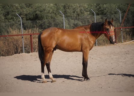 Andalou, Hongre, 2 Ans, Isabelle
