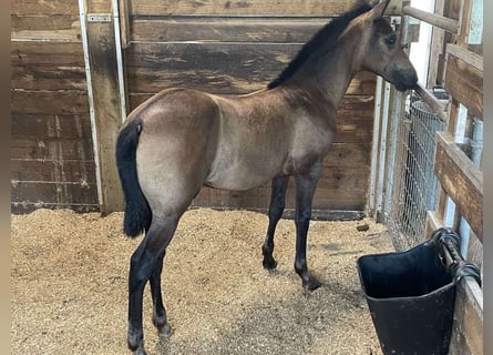 Andalou, Hongre, 3 Ans, 152 cm, Bai cerise