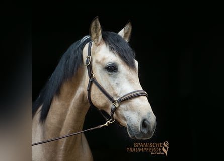 Andalou Croisé, Hongre, 3 Ans, 152 cm, Isabelle