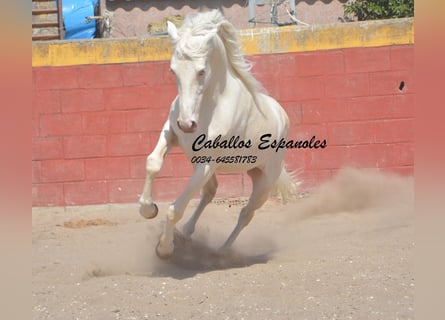 Andalou, Hongre, 3 Ans, 153 cm, Cremello