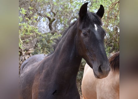 Andalou, Hongre, 3 Ans, 155 cm, Gris
