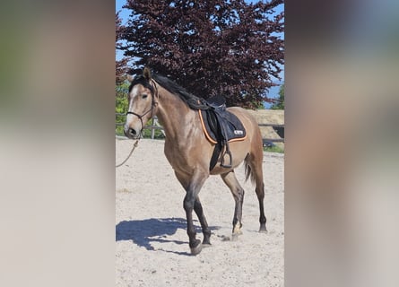 Andalou Croisé, Hongre, 3 Ans, 156 cm, Gris (bai-dun)