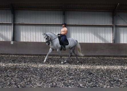 Andalou Croisé, Hongre, 3 Ans, 160 cm, Gris
