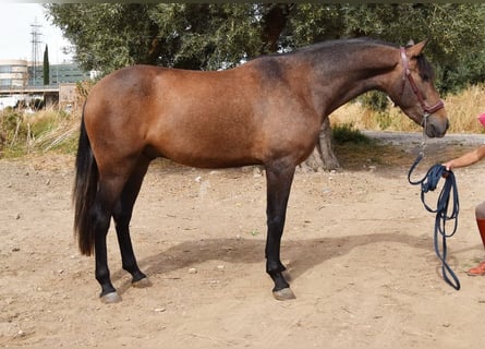 Andalou, Hongre, 3 Ans, 160 cm, Gris