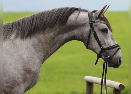 Andalou, Hongre, 3 Ans, 163 cm, Gris