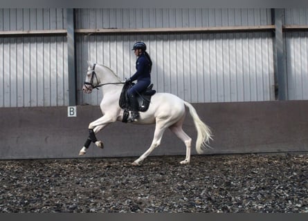 Andalou Croisé, Hongre, 3 Ans, 167 cm, Cremello