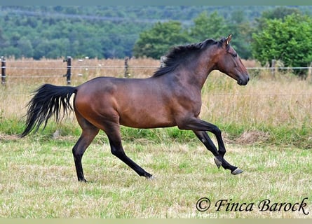 Andalou, Hongre, 4 Ans, 150 cm, Bai