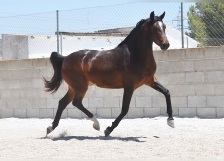 Andalou, Hongre, 4 Ans, 151 cm, Bai brun