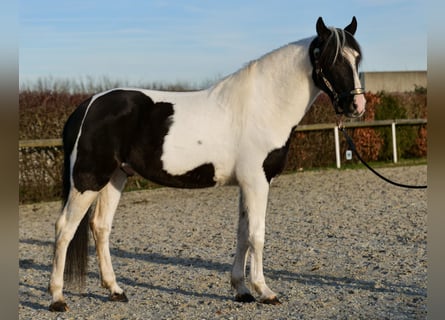 Andalou, Hongre, 4 Ans, 153 cm, Pinto