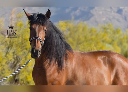 Andalou, Hongre, 4 Ans, 154 cm, Bai