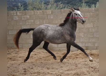 Andalou, Hongre, 4 Ans, 154 cm, Gris