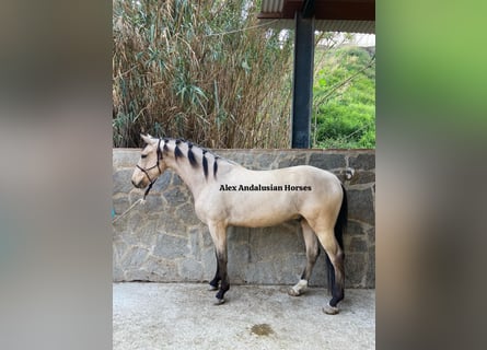 Andalou, Hongre, 4 Ans, 154 cm, Isabelle