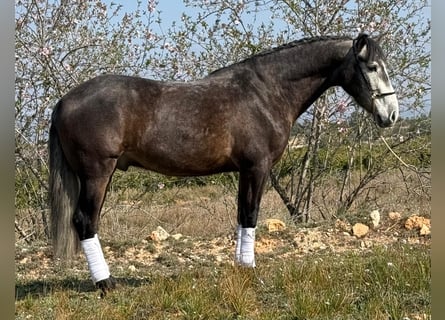 Andalou, Hongre, 4 Ans, 159 cm, Gris pommelé