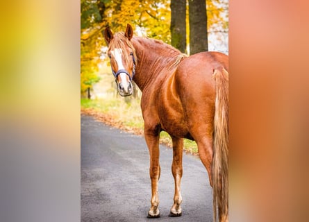 Andalou Croisé, Hongre, 4 Ans, 160 cm, Alezan