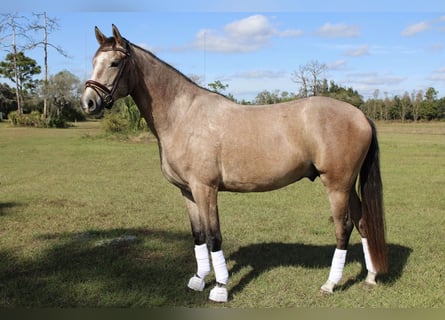 Andalou, Hongre, 4 Ans, 160 cm, Gris