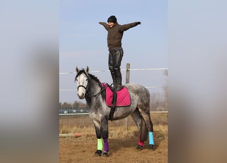 Andalou Croisé, Hongre, 4 Ans, 160 cm, Gris