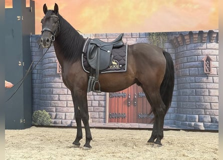 Andalou, Hongre, 4 Ans, 160 cm, Noir