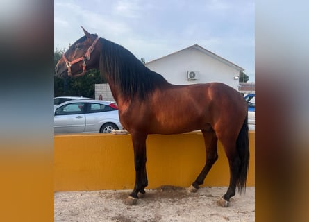 Andalou, Hongre, 4 Ans, 162 cm, Bai brun