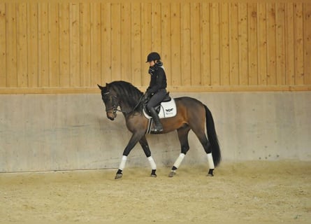 Andalou, Hongre, 4 Ans, 162 cm, Bai