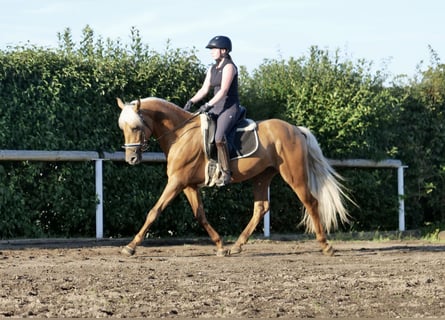 Andalou, Hongre, 4 Ans, 162 cm, Palomino