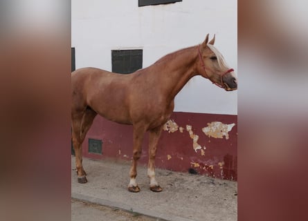 Andalou, Hongre, 4 Ans, 163 cm, Palomino