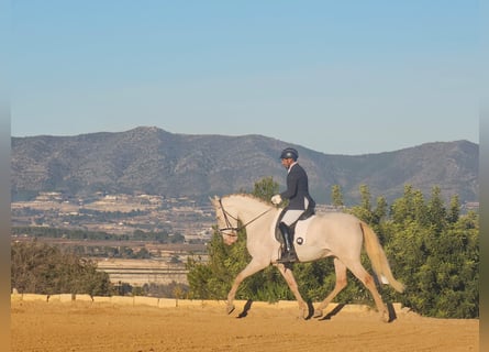 Andalou, Hongre, 4 Ans, 170 cm, Perlino