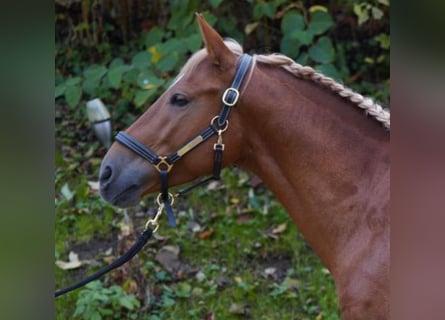 Andalou Croisé, Hongre, 5 Ans, 150 cm, Alezan