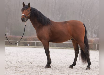 Andalou, Hongre, 5 Ans, 155 cm, Bai