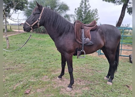 Andalou, Hongre, 5 Ans, 155 cm, Noir