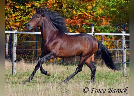 Andalou, Hongre, 5 Ans, 156 cm, Bai brun foncé