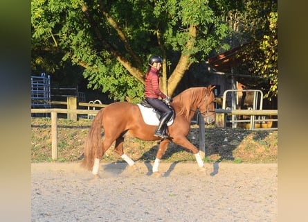 Andalou, Hongre, 5 Ans, 158 cm, Alezan