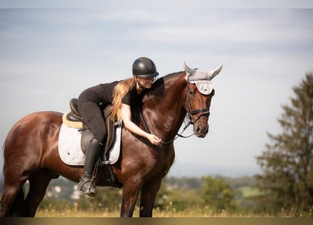 Andalou, Hongre, 5 Ans, 158 cm, Bai