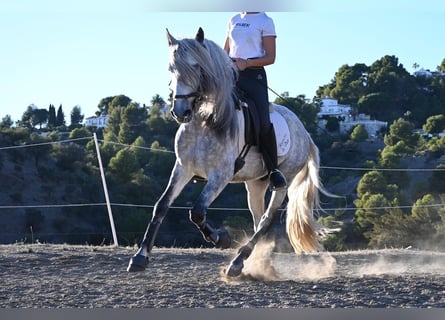 Andalou, Hongre, 5 Ans, 158 cm, Gris pommelé