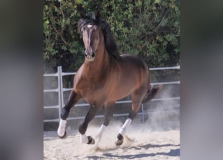 Andalou, Hongre, 5 Ans, 160 cm, Bai brun