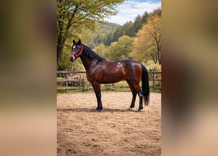 Andalou, Hongre, 5 Ans, 160 cm, Bai brun