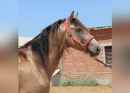 Andalou, Hongre, 5 Ans, 161 cm, Buckskin