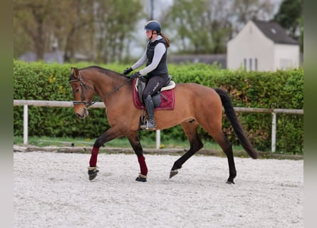 Andalou, Hongre, 5 Ans, 165 cm, Bai