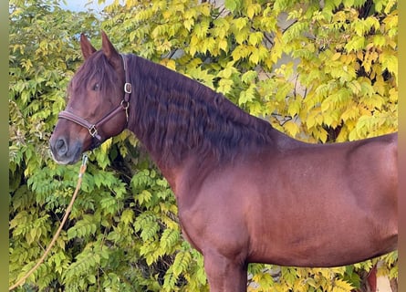 Andalou, Hongre, 5 Ans, 170 cm, Alezan brûlé