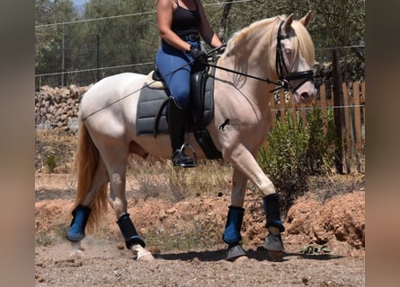 Andalou, Hongre, 6 Ans, 149 cm, Cremello
