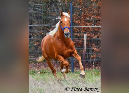 Andalou, Hongre, 6 Ans, 156 cm, Palomino