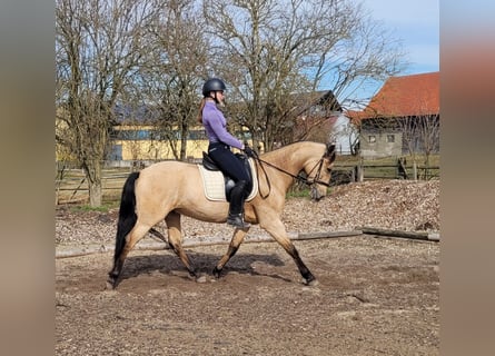 Andalou Croisé, Hongre, 6 Ans, 157 cm, Isabelle