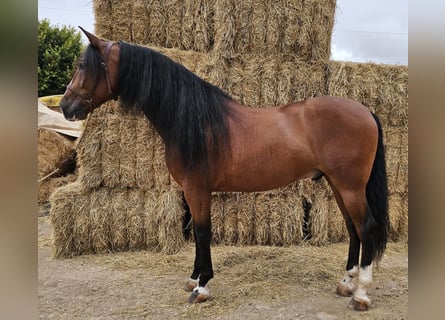 Andalou, Hongre, 6 Ans, 163 cm, Bai cerise