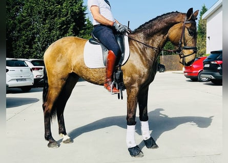 Andalou, Hongre, 6 Ans, 163 cm, Buckskin