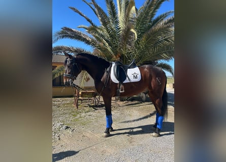 Andalou, Hongre, 6 Ans, 164 cm, Buckskin