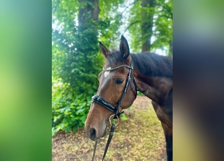 Andalou, Hongre, 6 Ans, 165 cm, Bai brun