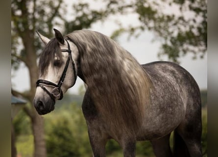 Andalou, Hongre, 6 Ans, 167 cm, Gris
