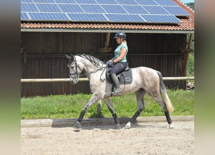 Andalou, Hongre, 6 Ans, 167 cm, Gris pommelé