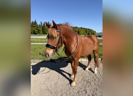 Andalou, Hongre, 7 Ans, 145 cm, Alezan