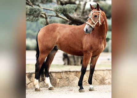 Andalou Croisé, Hongre, 7 Ans, 158 cm, Bai clair